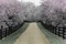 Apple Blossom Lane Poster Print by Monte Nagler - Item # VARPDXNMP314